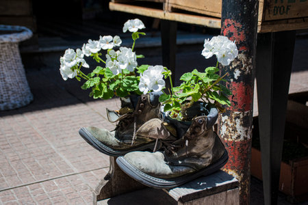 Close-up of old shoes transformed into flower potsの写真素材
