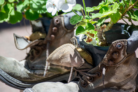 Close-up of old shoes transformed into flower potsの写真素材