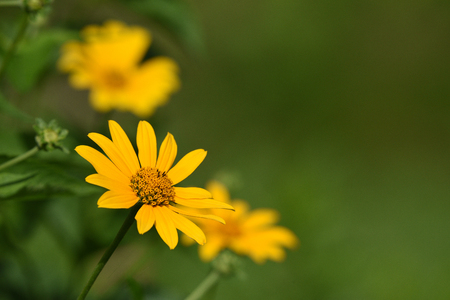 Daisy in gardenの写真素材