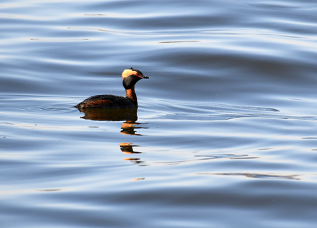 Horned Grebe