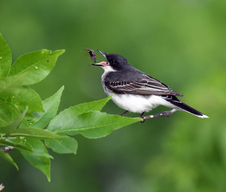 Eastern Kingbird capturing a stinkbug for breakfastの写真素材