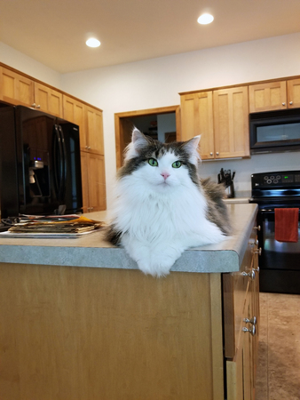 Cat posed on kitchen island counterの写真素材