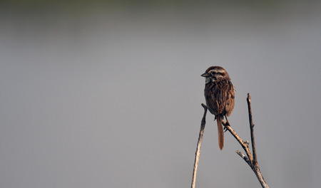 Song Sparrow perched on twigの写真素材