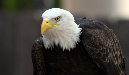 Bald Eagle in profile