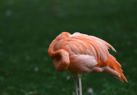Flamingo resting at the zooの写真素材