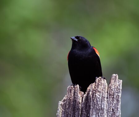 Red winged Blackbird perched on tree trunkの写真素材