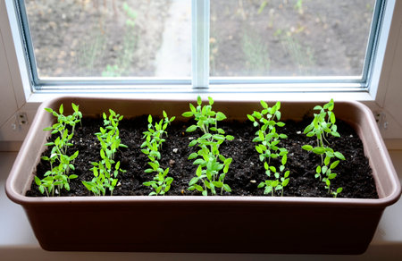 Tomatoes seedlings in container on windowsill. Young sprouts of plant close up.
