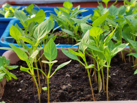 Young pepper seedlings in garden in spring. Concept of ecology, cultivation, agriculture.の写真素材