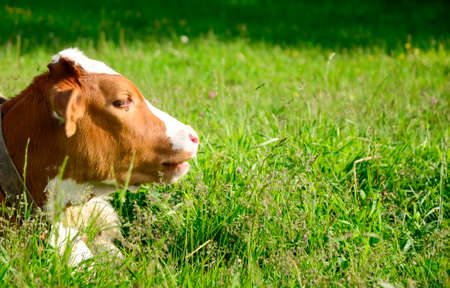 Young white and red color cow, a calf in the green grass in a meadow. Symbol 2021. Cattle grazing, young cattleの写真素材