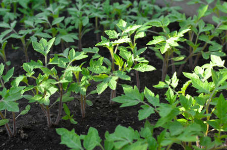 Young tomatoes seedlings in garden, in greenhouse in spring. Concept of ecology, cultivation, agriculture.の写真素材