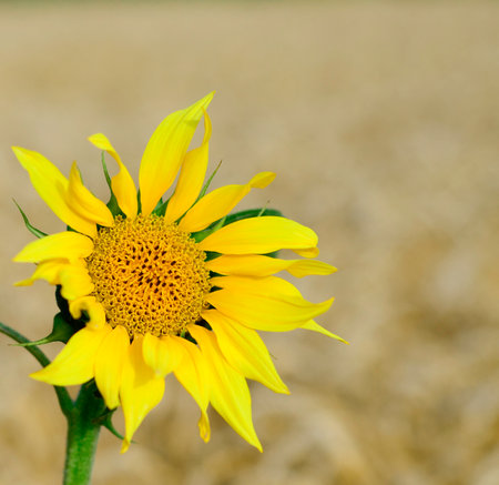 Sunflower flower in the ears of wheat in field. Summer background. Cultivation, harvest of wheat, sunflower.の写真素材