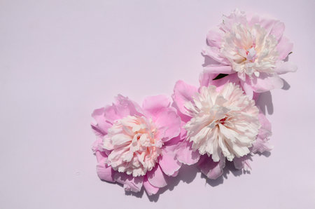 Pink peony flowers on pink background with copy space. Mother's Day, March 8, Women's Day. Wedding concept. Spring flower background.の写真素材