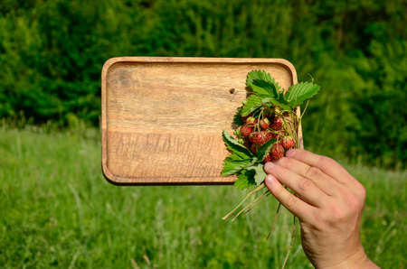 Wild strawberry berries and leaves on wooden background with copy space. Summer background. Concept...
