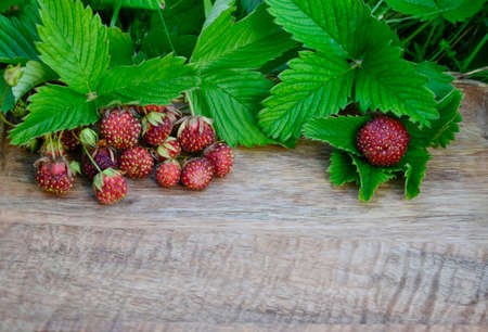 Wild strawberry berries and leaves on wooden background with copy space. Summer background. Concept of summer menu for cafes, medicinal plants and natural vitamins.の写真素材