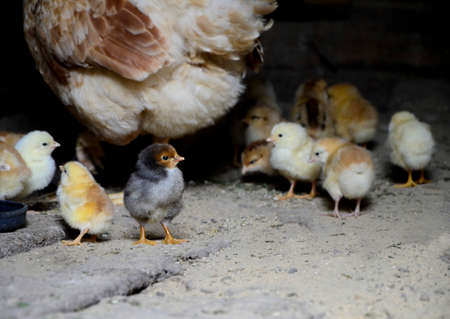 Newborn chickens and a mother chicken peck at the food. The concept of raising chickens on a poultry farm, Easter.の写真素材