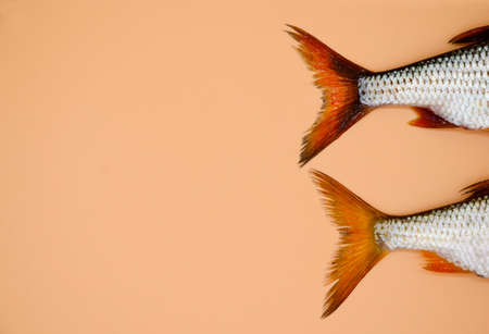 Tails of river roach fish on orange background. Concept of kitchen, food preparation, shop windows, market. Fishing concept.の写真素材