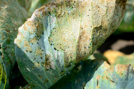 Cabbage leaf was eaten by aphids in garden. Concept of gardening and vegetable growing, fight against parasites, aphids.の写真素材