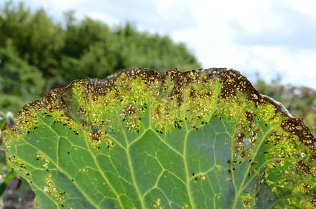 Cabbage leaf was eaten by aphids in garden. Concept of gardening and vegetable growing, fight against parasites, aphids.の写真素材