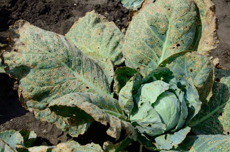 Cabbage leaf was eaten by aphids in garden. Concept of gardening and vegetable growing, fight against parasites, aphids.の写真素材