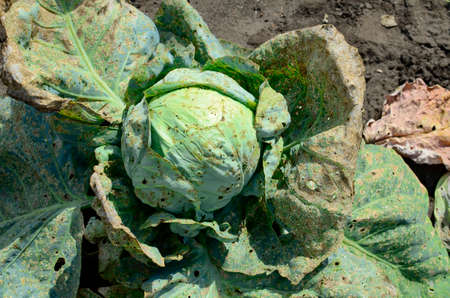 Cabbage leaf was eaten by aphids in garden. Concept of gardening and vegetable growing, fight against parasites, aphids.の写真素材