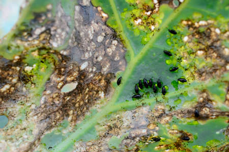 Cabbage leaf was eaten by aphids in garden. Concept of gardening and vegetable growing, fight against parasites, aphids.の写真素材