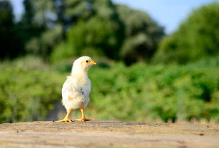 Close up one cute little newborn yellow chicken on wooden background with copy space. Concept of raising chickens on a poultry farm, Easter.の写真素材