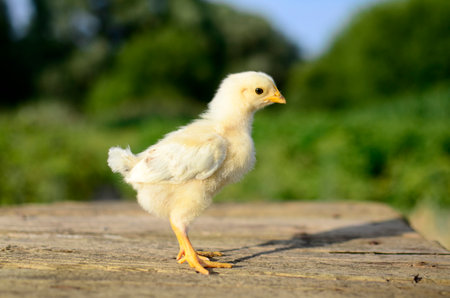 Close up one cute little newborn yellow chicken on wooden background with copy space. Concept of raising chickens on a poultry farm, Easter.の写真素材