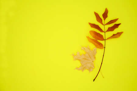 Yellow and red dry autumn leaves on yellow background with copy space. Autumn background, flat lay, pattern.の写真素材
