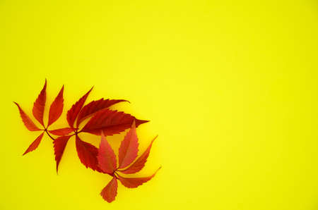 Yellow and red dry autumn leaves on yellow background with copy space. Autumn background, flat lay, pattern.の写真素材