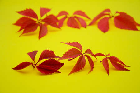 Yellow and red dry autumn leaves on yellow background with copy space. Autumn background, flat lay, pattern.の写真素材