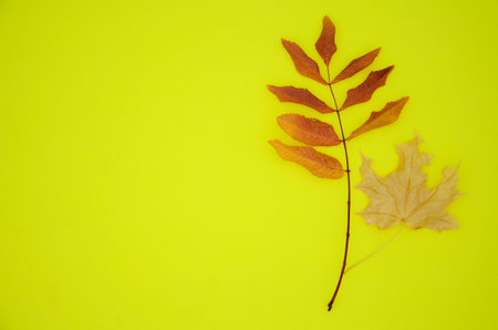 Yellow and red dry autumn leaves on yellow background with copy space. Autumn background, flat lay, pattern.の写真素材