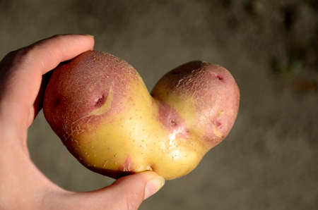Ugly potato in heart shape in hands. Funny, unnormal vegetables or food waste concept. Harvest.の写真素材