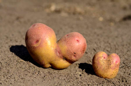 Two ugly potatoes in the heart shape on a gray background. Funny, unnormal vegetables or food waste concept. Harvest.の写真素材