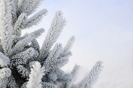 Branches of spruce in frost and snow in forest, park close-up with copy space.の写真素材
