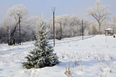 Sunny winter frosty day in park. Spruce in frost in foreground. Winter background, landscape, postcard, Christmas.の写真素材
