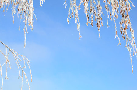 Hanging tree branches in frost against blue sky with copy space on a sunny winter day. Winter background, postcard, concept.の写真素材