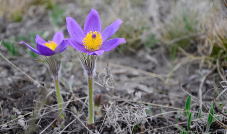 Dream grass. First spring purple flowers of dream grass. Wild purple forest flowers. Concept spring background, Easter flowers, Mother's Day, March 8.の写真素材