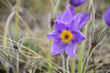 Dream grass. First spring purple flowers of dream grass. Wild purple forest flowers. Concept spring...