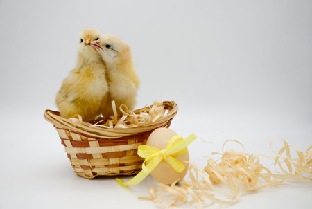 Two small fluffy newborn chick is sitting, kissing in an egg basket with yellow bow on white background with copy space. Concept of Easter holiday, birthday, newborn, poultry farm, family, love, Valentine's day.の写真素材