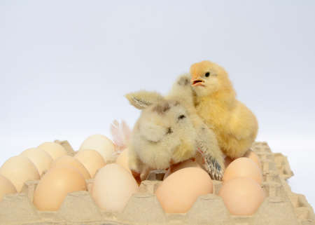 Two small fluffy newborn chick hugging in packing eggs on white background with copy space. Concept of Easter holiday, newborn, poultry farm, family, Valentine's day.の写真素材