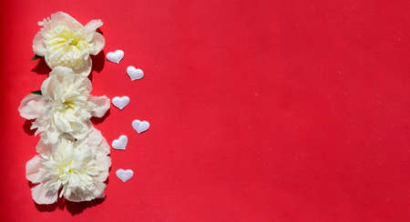 White flowers peonies, hearts on red background with copy space. Concept of Valentine's Day, Women's...
