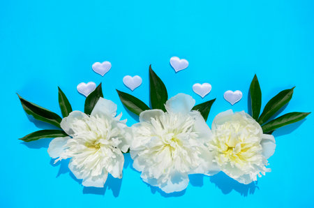 White flowers peonies, hearts on blue background with copy space. Concept of Valentine's Day, Women's Day, Mother's Day.の写真素材