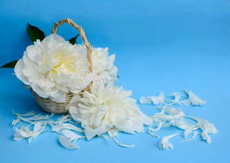 White peonies and petals in basket on blue background.の写真素材