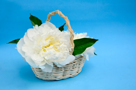 White peonies and petals in basket on blue background.の写真素材