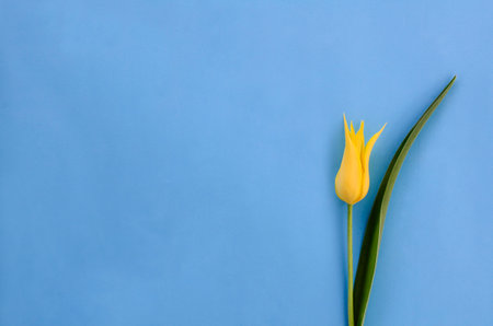 One yellow tulip on blue background with copy space. Concept of Women's Day, Mother's Day. Spring flower background, postcard.の写真素材