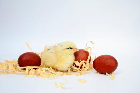 One newborn chick and red egg on white background. Concept of Easter holiday, newborn baby, family.の写真素材