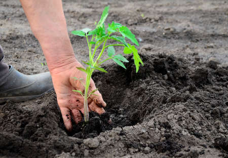 Hands of an elderly woman plant tomatoes seedlings in the garden. Agricultural concept background with copy space.の写真素材