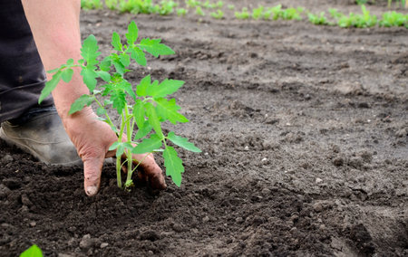 Hands of an elderly woman plant tomato seedlings in the garden. Agricultural concept background with copy space.の写真素材