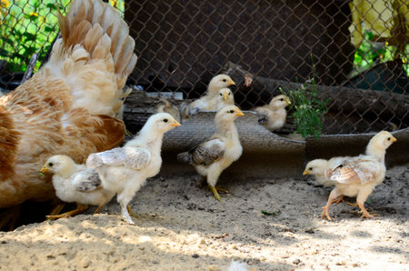 Group cute little newborn yellow chickens, mother chicken pecking at food on hen house in farm pattern background. Concept of raising chickens on a poultry farm, Easter.の写真素材