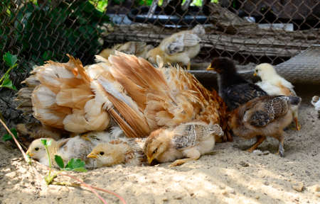 Group cute little newborn yellow chickens under wing of mother chicken on hen house in farm pattern background. Concept of raising chickens on poultry farm.の写真素材